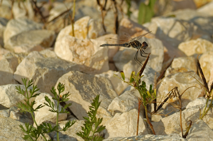 Selysiothemis nigra